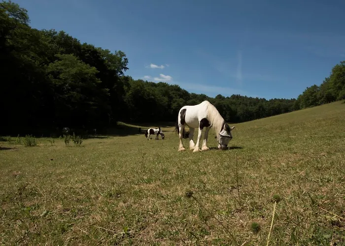 Bed & Breakfast Chateau De Valette La Bachellerie